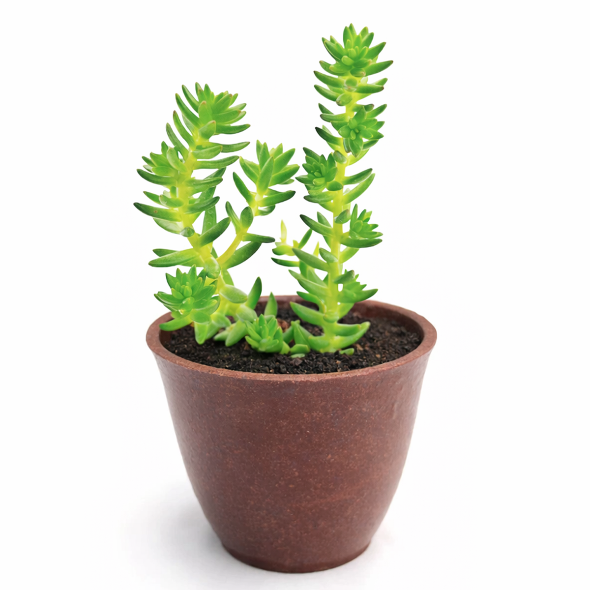 buy sedum 'spiral staircase' live succulent 2 inch online, bright green needle-like leaves in tight geometric spirals, upright compact growth habit, architectural staircase pattern, drought tolerant and low maintenance, perfect for modern minimalist desk displays, an ideal gift for succulent lovers and plant collectors