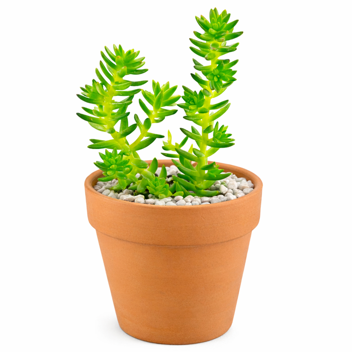 2 inch sedum 'spiral staircase' live succulent for sale, vibrant emerald green spiral foliage wrapped around upright stems, distinctive corkscrew leaf arrangement, slow-growing succulent with star-shaped white flower potential, thrives in bright sunny windows, striking accent for contemporary clay pot arrangements, a thoughtful and lasting plant gift