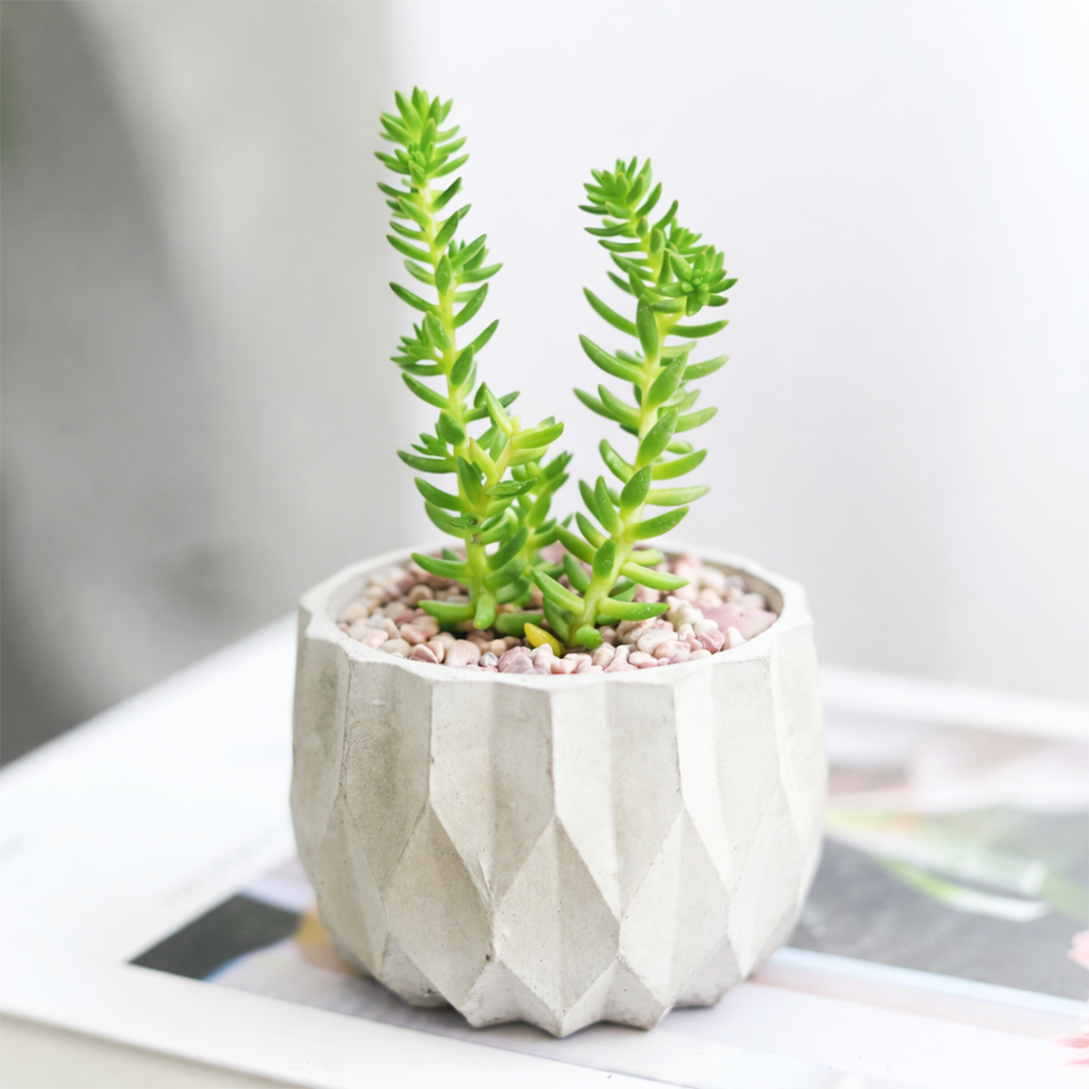 buy sedum spiral staircase live air plant 2 inch online, tightly coiled spiral leaf arrangement with pale green to soft pink coloring, compact geometric growth form resembling a miniature staircase, extremely drought tolerant and minimal watering needs, thrives in bright light conditions, perfect modern shelf accent, unique plant gift idea