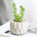 buy sedum spiral staircase live air plant 2 inch online, captivating spiral leaf formation with densely packed succulent leaves in muted blue-green and rose-pink palette, remarkable three-dimensional architectural growth pattern, incredibly hardy and forgiving indoor plant, perfect for bright windowsill or accent plant display, exceptional rare succulent gift idea