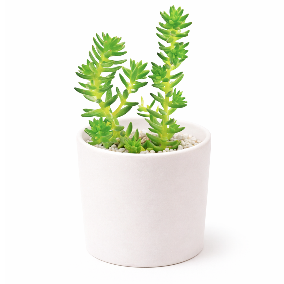 buy sedum spiral staircase live air plant 2 inch online, captivating spiral leaf formation with densely packed succulent leaves in muted blue-green and rose-pink palette, remarkable three-dimensional architectural growth pattern, incredibly hardy and forgiving indoor plant, perfect for bright windowsill or accent plant display, exceptional rare succulent gift idea