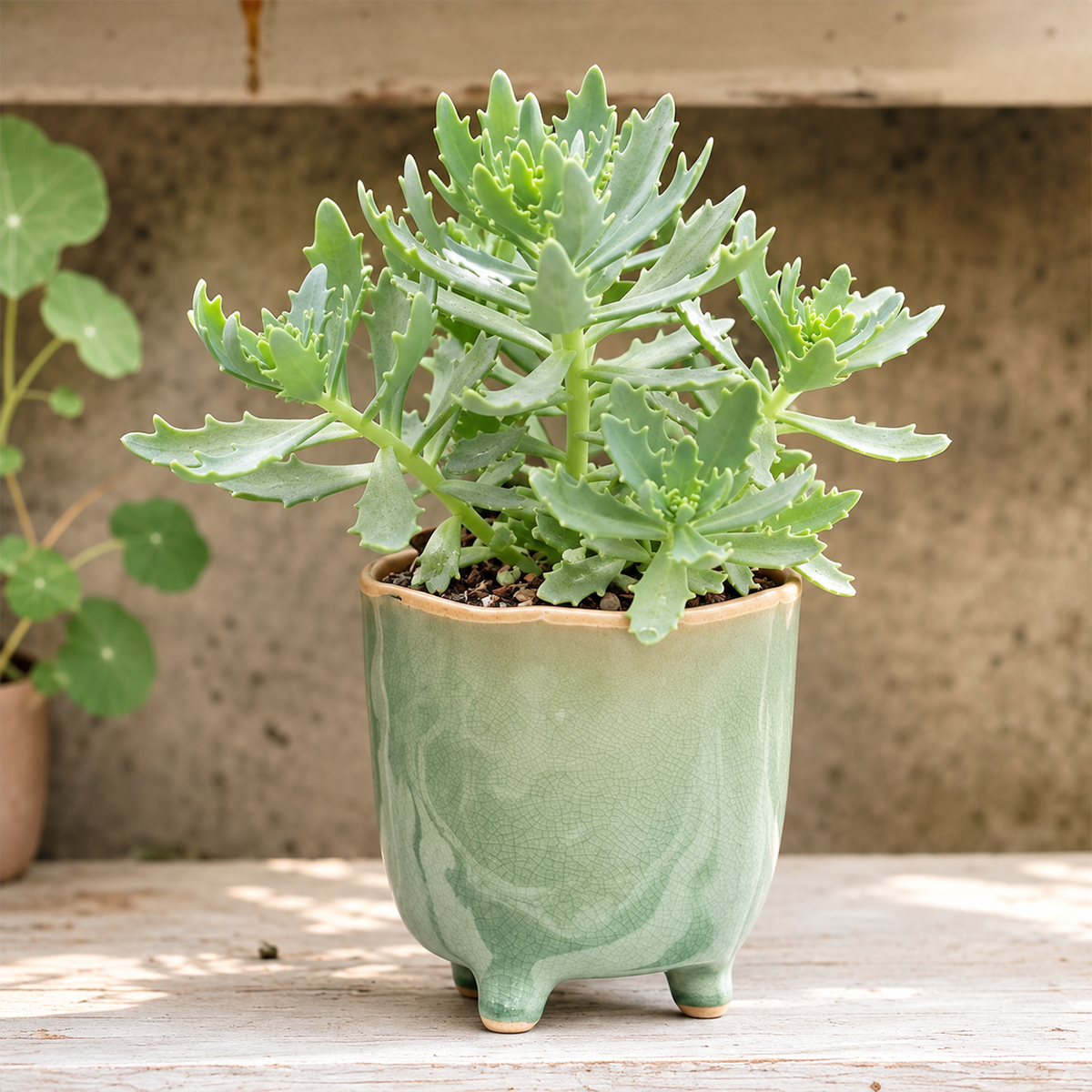 Buy Sedum 'Thundercloud' live plant online. This charming succulent features fleshy green foliage with a compact, spreading growth habit. Easy to care for, it thrives in bright light, well-draining soil, and occasional watering.