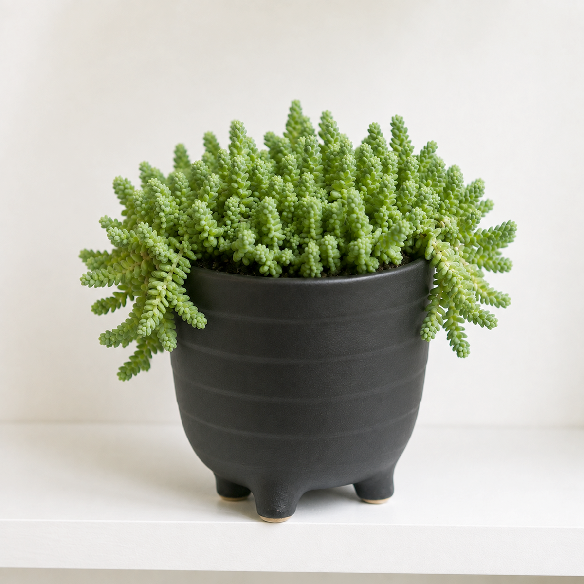 Sedum acre 'Aureum' live plant for sale. This bright succulent features tiny golden-green leaves that form a dense, low-growing mat. Easy to care for, it thrives in full sun, well-draining soil, and requires minimal watering.