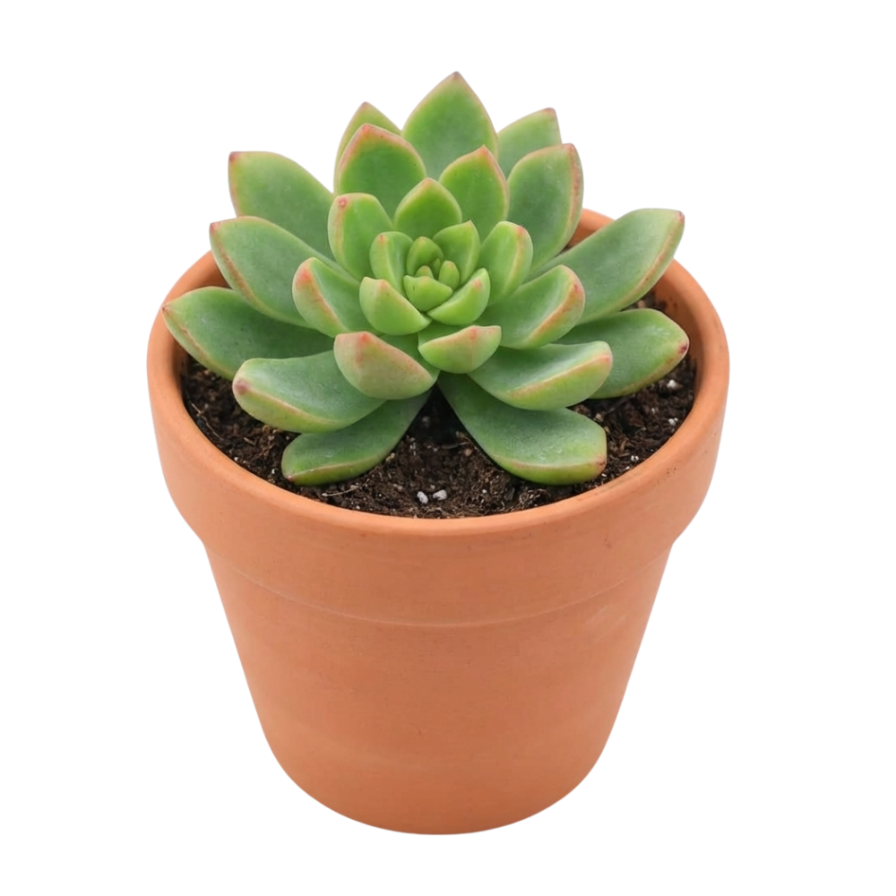 Sedum adolphii 'Lime Gold'