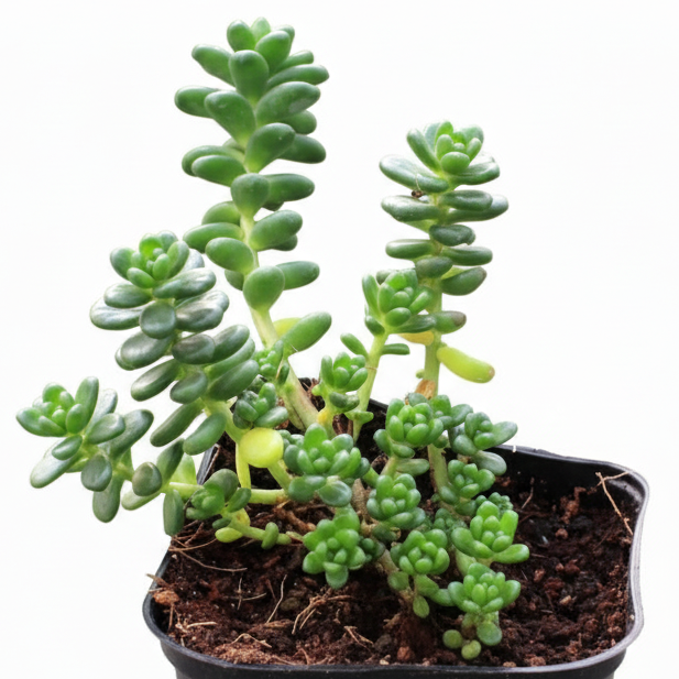 Sedum album 'Athoum' for sale, how to grow succulents, succulent plant, succulent care tips, succulent subscription, succulents garden, Succulents, Succulents shop near me, Rare succulents