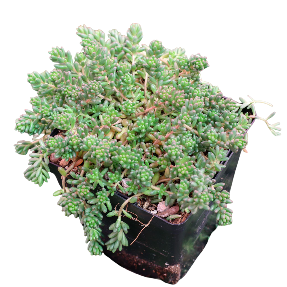 Potted 4 inch Sedum album 'Black Pearl', green succulents, indoor succulents, succulent care guide, buy succulents online