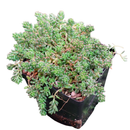 Potted 4 inch Sedum album 'Black Pearl', green succulents, indoor succulents, succulent care guide, buy succulents online