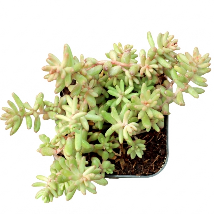 Close-up of 2 inch Sedum album 'Black Pearl', green succulents, indoor succulents, succulent care guide, buy succulents online