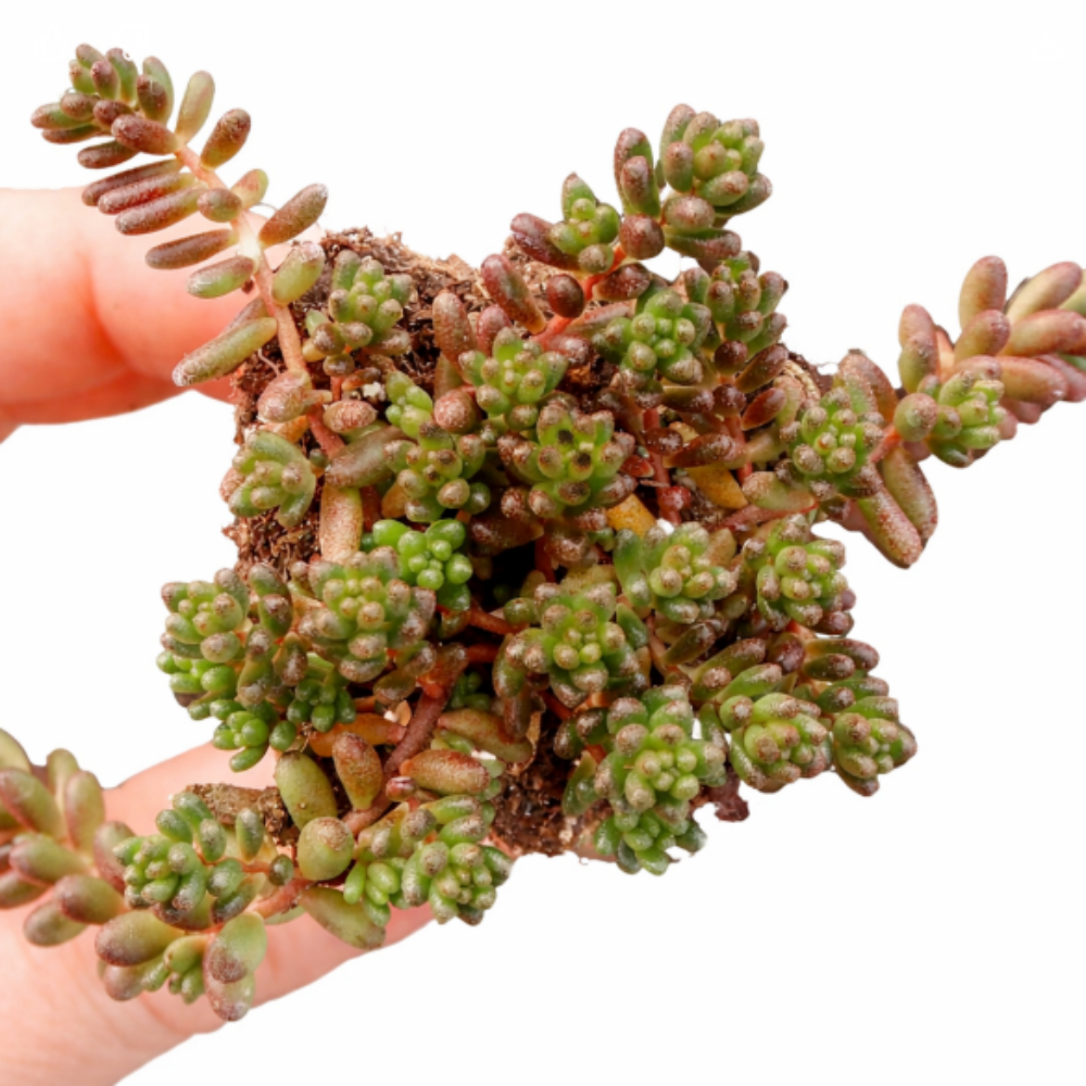 1.5" Plug Sedum album 'Black Pearl', green succulents, indoor succulents, succulent care guide, buy succulents online