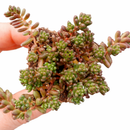 Close-up of a Sedum album 'Black Pearl' [plug], green succulents, indoor succulents, succulent care guide, buy succulents online