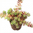Close-up of a Sedum album 'Black Pearl' [plug], green succulents, indoor succulents, succulent care guide, buy succulents online