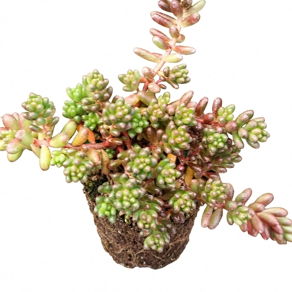 Sedum album 'Black Pearl' [plug], green succulents, indoor succulents, succulent care guide, buy succulents online
