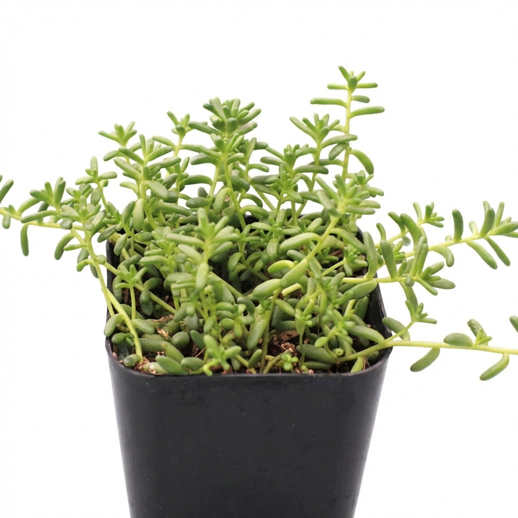 Sedum album 'Coral Carpet' for sale, how to grow succulents, succulent plant, succulent care tips, succulent subscription, succulents garden, Succulents, Succulents shop near me, Rare succulents