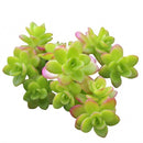 Sedum confusum
