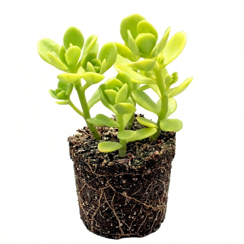 1.5" Sedum confusum [plug], green succulents, indoor succulents, succulent care guide, buy succulents online