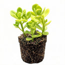 1.5" Sedum confusum [plug], green succulents, indoor succulents, succulent care guide, buy succulents online