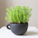8-pack of 2" live plants for sale. Pick eight favorite plants and enjoy a variety of compact plants in 2" pots. Great for plant collections, gifting, decorating small spaces, and indoor gardening.