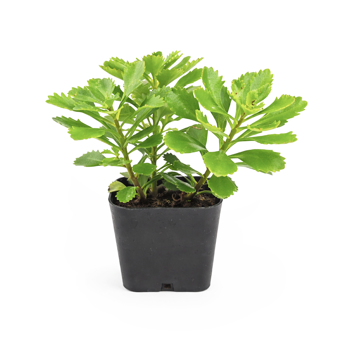 Sedum hybridum 'Immergrünchen', green succulents, indoor outdoor succulents, succulent care guide, buy succulents online