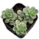 2 inch Sedum hybridum 'Immergrünchen' in a clay pot, green succulents, indoor outdoor succulents, succulent care guide, buy succulents online