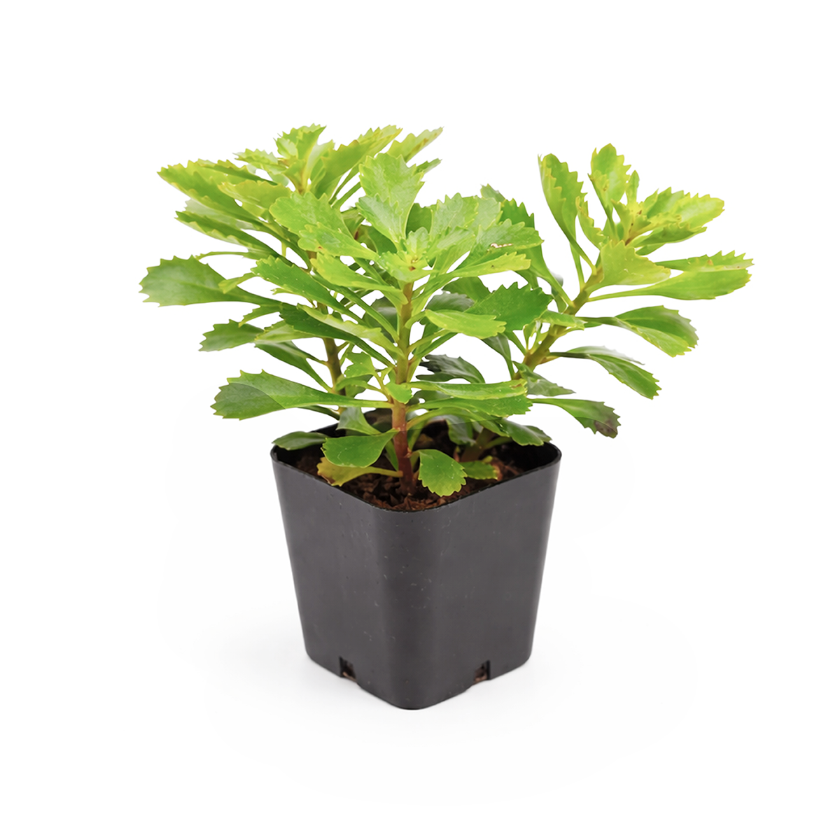 Sedum hybridum 'Immergrünchen', green succulents, indoor outdoor succulents, succulent care guide, buy succulents online