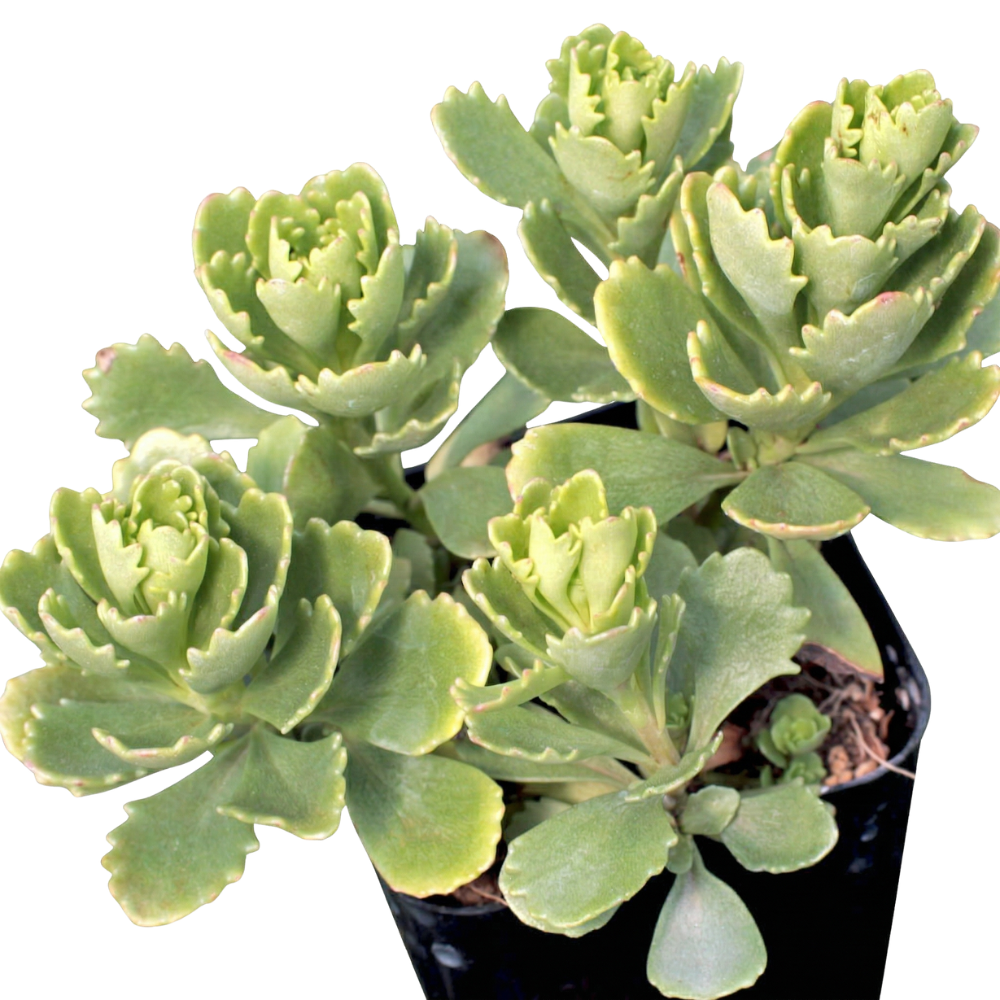 2 inch Sedum hybridum 'Immergrünchen' in a plastic pot, green succulents, indoor outdoor succulents, succulent care guide, buy succulents online