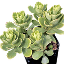 2 inch Sedum hybridum 'Immergrünchen' in a clay pot, green succulents, indoor outdoor succulents, succulent care guide, buy succulents online