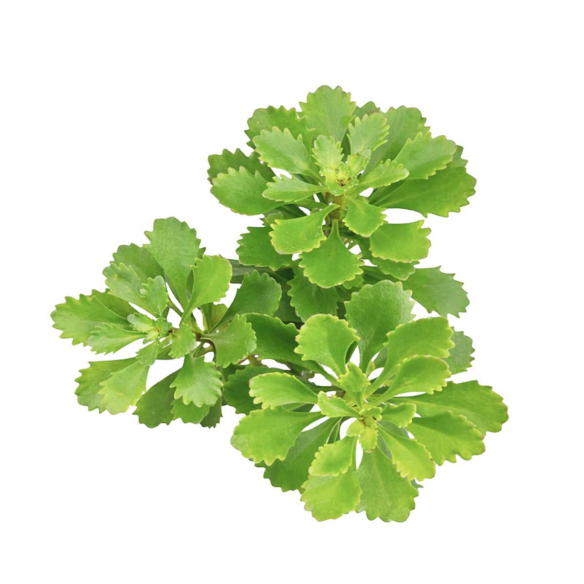 Sedum hybridum 'Immergrünchen', green succulents, indoor outdoor succulents, succulent care guide, buy succulents online
