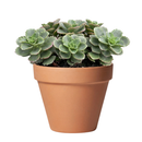 2 inch Sedum hybridum 'Immergrünchen' in a clay pot, green succulents, indoor outdoor succulents, succulent care guide, buy succulents online