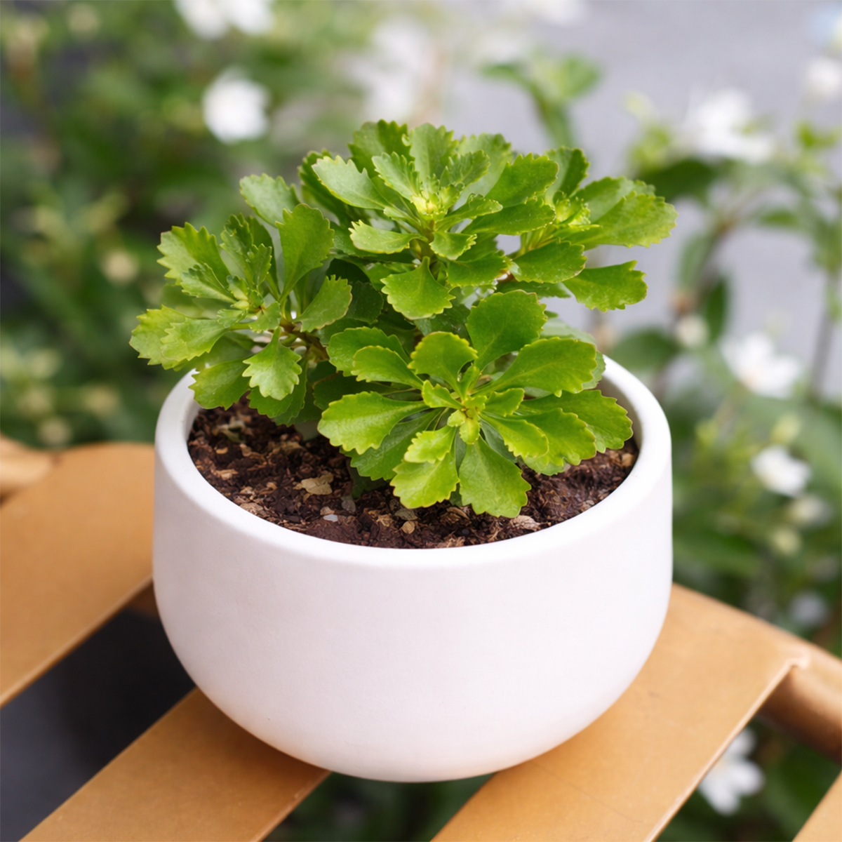 Sedum hybridum 'Immergrünchen', green succulents, indoor outdoor succulents, succulent care guide, buy succulents online