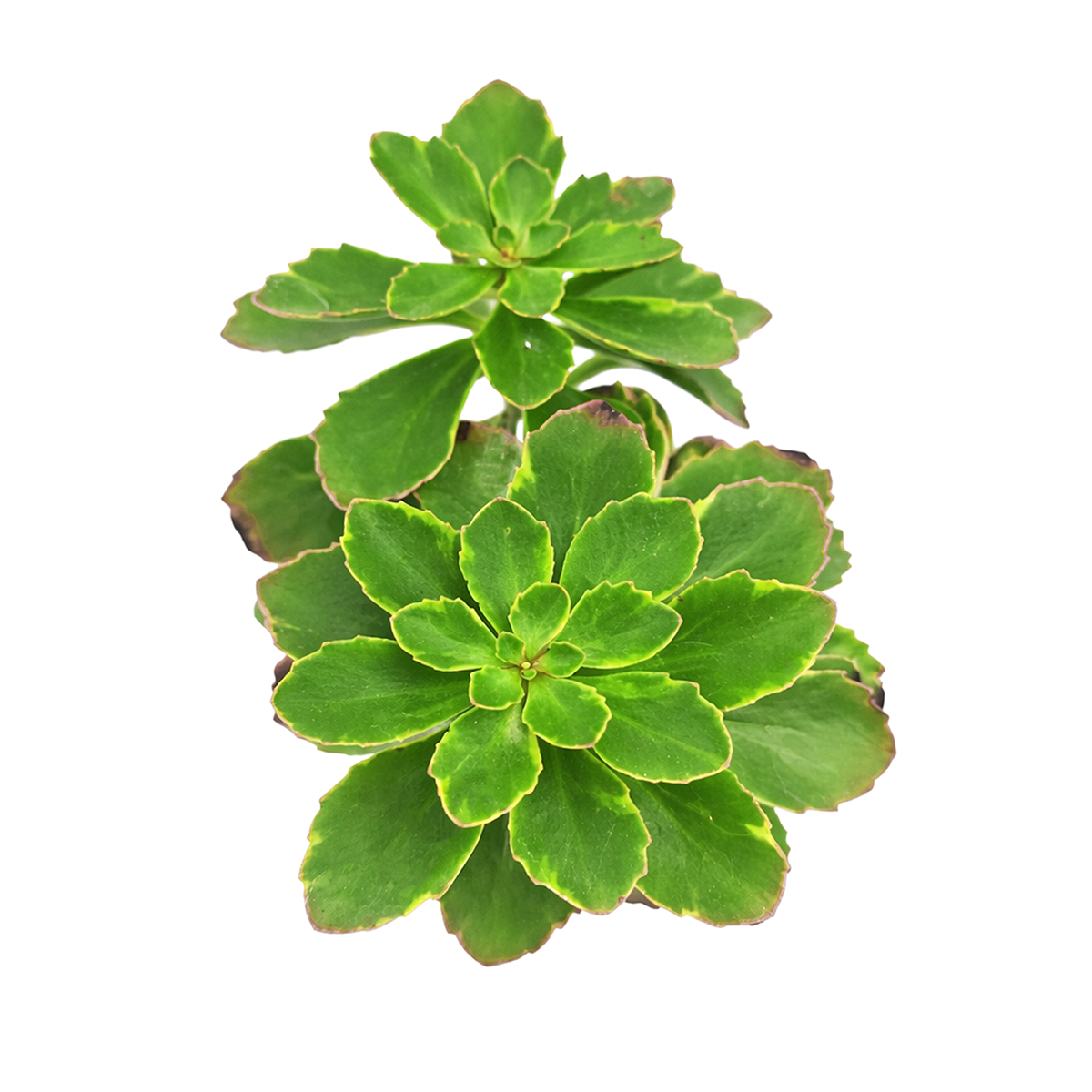 Buy 2 inch sedum kamtschaticum variegatum live succulent plant, sedum kamtschaticum variegatum low maintenance succulent, hardy variegated sedum for cold climate gardens