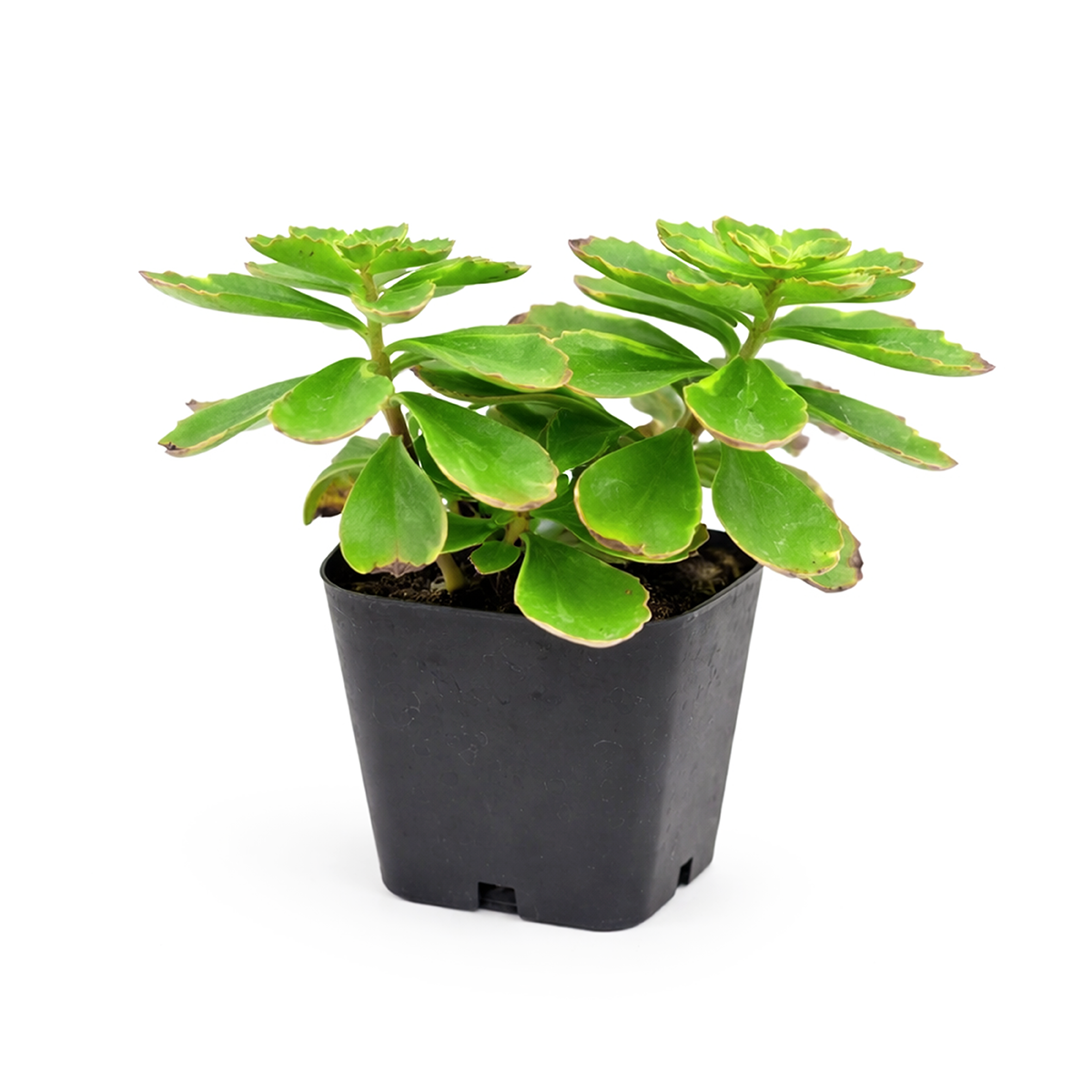 Buy 2 inch sedum kamtschaticum variegatum live succulent plant, sedum kamtschaticum variegatum fast spreading ground cover, sedum kamtschaticum variegatum low maintenance succulent