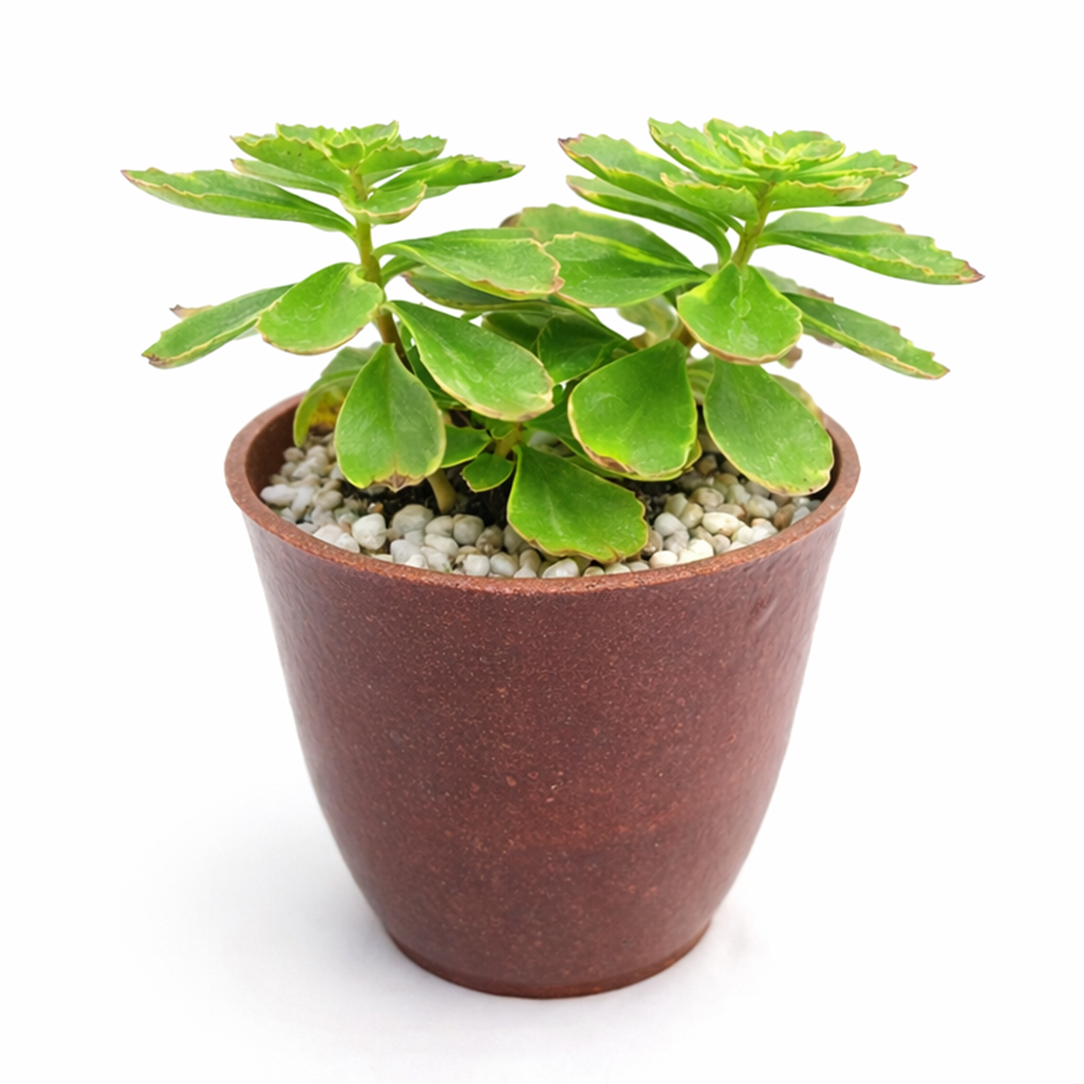 2 inch / 4 inch sedum kamtschaticum variegatum live succulent plant for sale, creeping variegated sedum for sunny landscapes, creeping succulent for ground cover and erosion control