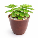 buy 2 inch / 4 inch sedum kamtschaticum variegatum online ground cover plant, hardy sedum kamtschaticum for cold climate gardens, sedum kamtschaticum variegatum gift plant for gardeners