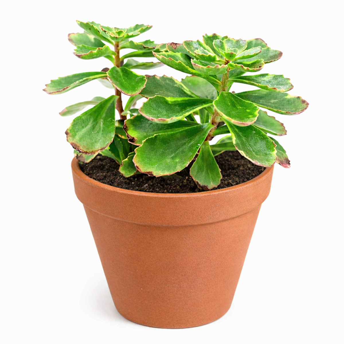 buy 2 inch variegated sedum kamtschaticum online outdoor plant, eco friendly gift drought tolerant sedum plant, sedum variegatum for erosion control landscaping