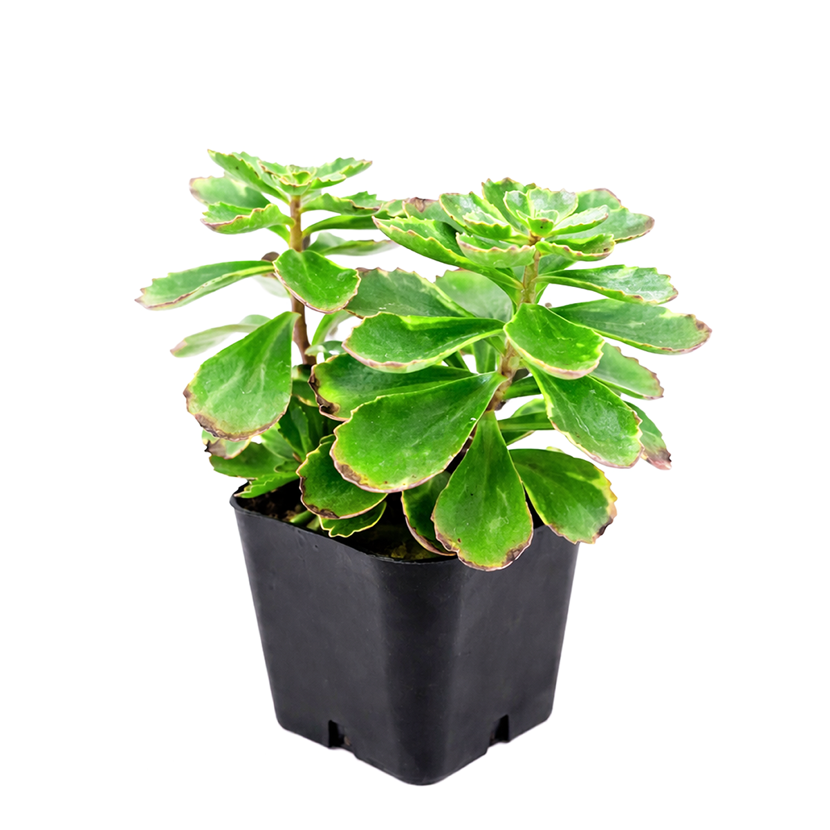 buy 2 inch variegated sedum kamtschaticum online outdoor plant, sedum kamtschaticum variegatum for patio planters, housewarming gift low maintenance outdoor plant