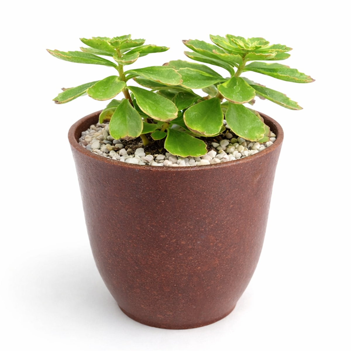 buy 2 inch / 4 inch sedum kamtschaticum variegatum online ground cover plant, hardy sedum kamtschaticum for cold climate gardens, sedum kamtschaticum variegatum gift plant for gardeners