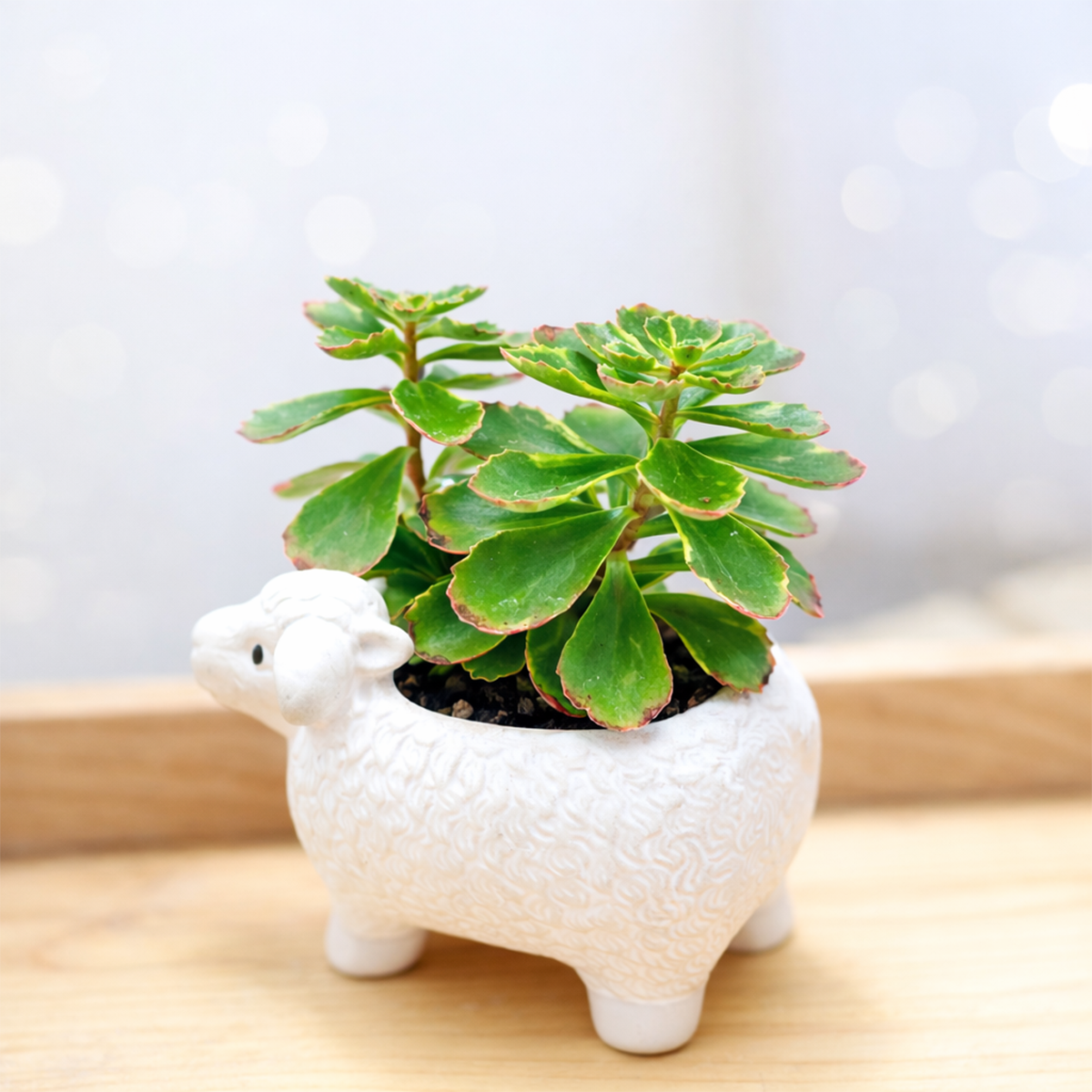 buy 2 inch variegated sedum kamtschaticum online outdoor plant, sedum kamtschaticum variegatum for rock garden design, unique outdoor succulent gift sedum kamtschaticum