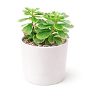 buy 2 inch / 4 inch sedum kamtschaticum variegatum online ground cover plant, hardy sedum kamtschaticum for cold climate gardens, sedum kamtschaticum variegatum gift plant for gardeners