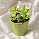 8-pack of 2" live plants for sale. Pick eight favorite plants and enjoy a variety of compact plants in 2" pots. Great for plant collections, gifting, decorating small spaces, and indoor gardening.
