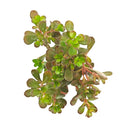 2 inch Sedum makinoi Salsa Verde succulent live plant for sale, low growing Sedum ground cover plant, bright green trailing succulent plant