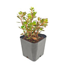 2 inch Sedum makinoi Salsa Verde succulent live plant for sale, low growing Sedum ground cover plant, bright green trailing succulent plant