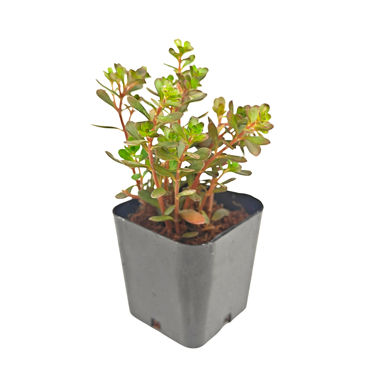 2 inch Sedum makinoi 'Salsa Verde', green succulents, indoor outdoor succulents, succulent care guide, buy succulents online