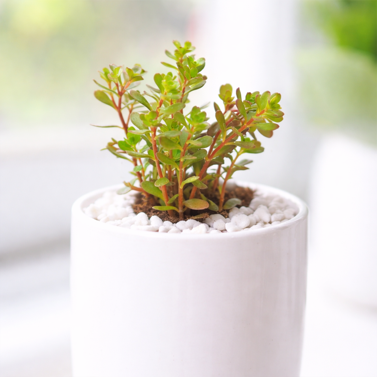 2 inch Sedum makinoi 'Salsa Verde', green succulents, indoor outdoor succulents, succulent care guide, buy succulents online