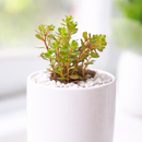 2 inch Sedum makinoi Salsa Verde succulent live plant for sale, low growing Sedum ground cover plant, bright green trailing succulent plant