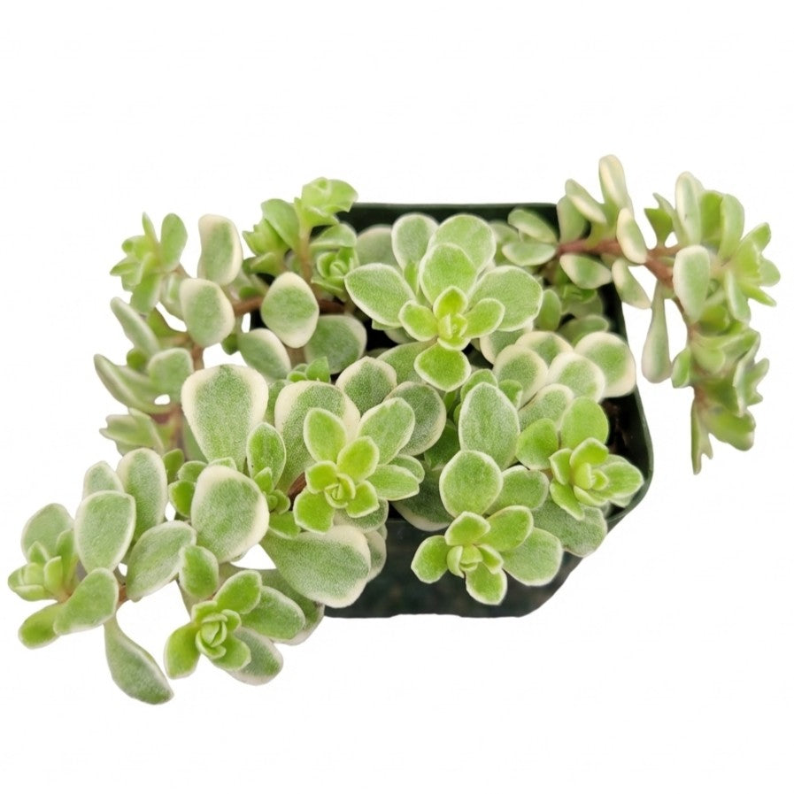 Sedum makinoi 'Variegatum' [plug], green succulents, indoor succulents, succulent care guide, buy succulents online