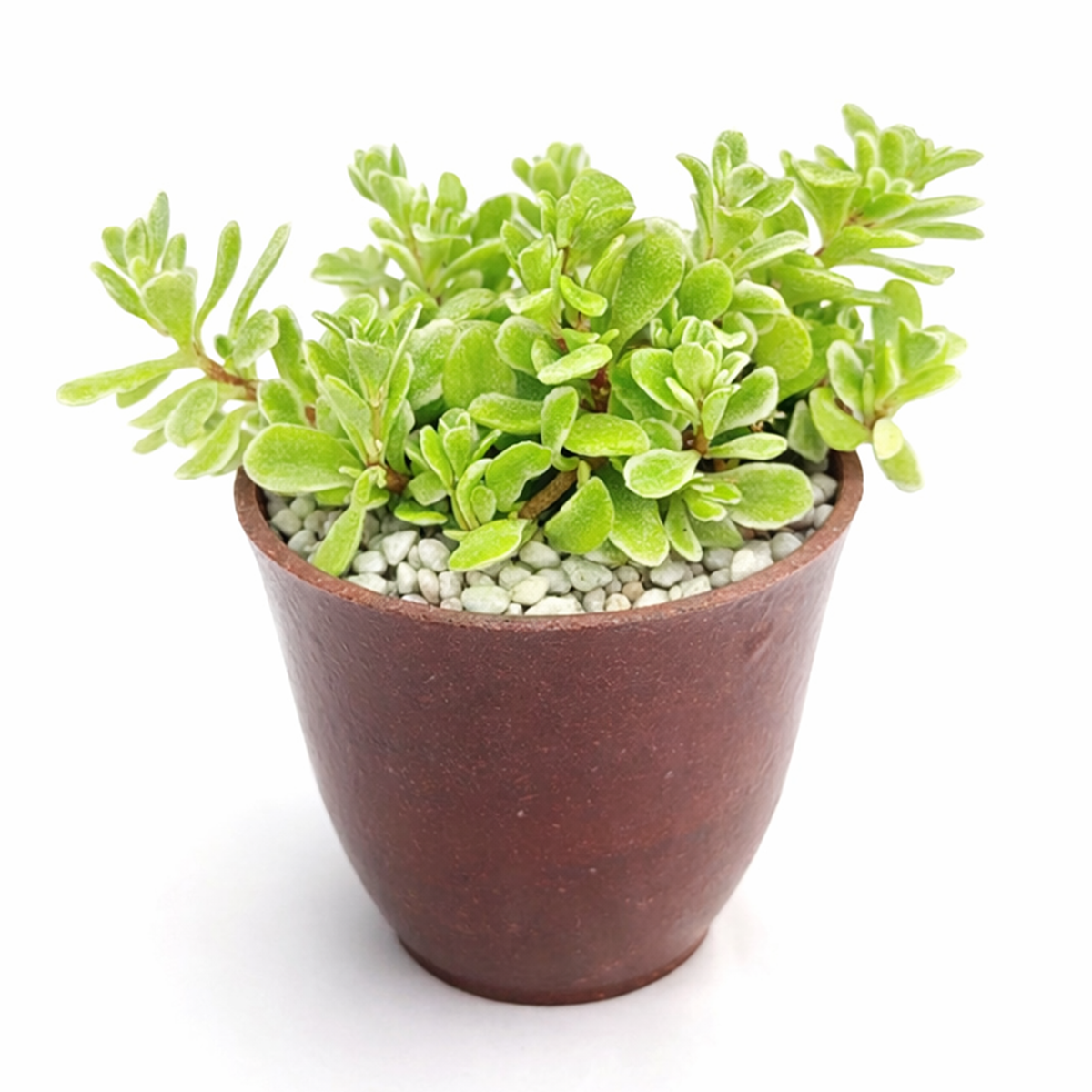 sedum makinoi variegatum 2 inch / 4 inch live succulent plant for sale, creeping sedum makinoi with green and cream leaves, trailing succulent for shelf and window decor