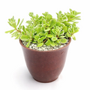 sedum makinoi variegatum 2 inch / 4 inch live succulent plant for sale, unique variegated sedum for indoor and outdoor use, birthday gift colorful trailing succulent