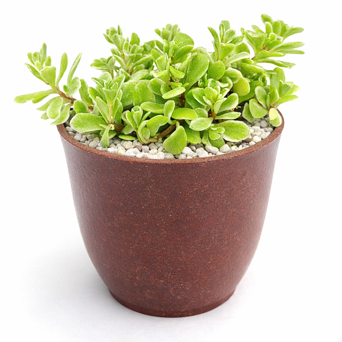 sedum makinoi variegatum 2 inch / 4 inch live succulent plant for sale, unique variegated sedum for indoor and outdoor use, birthday gift colorful trailing succulent