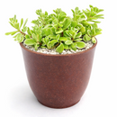 sedum makinoi variegatum 2 inch / 4 inch live succulent plant for sale, unique variegated sedum for indoor and outdoor use, birthday gift colorful trailing succulent