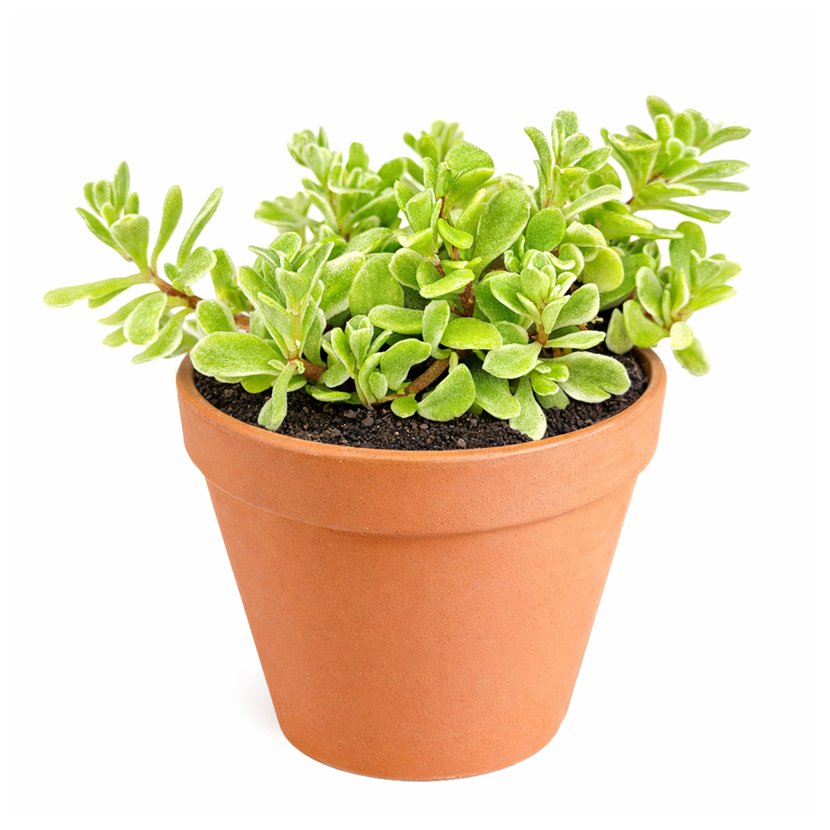 buy 2 inch sedum makinoi variegatum trailing succulent online, sedum makinoi variegatum low maintenance plant, ornamental variegated sedum succulent for landscaping